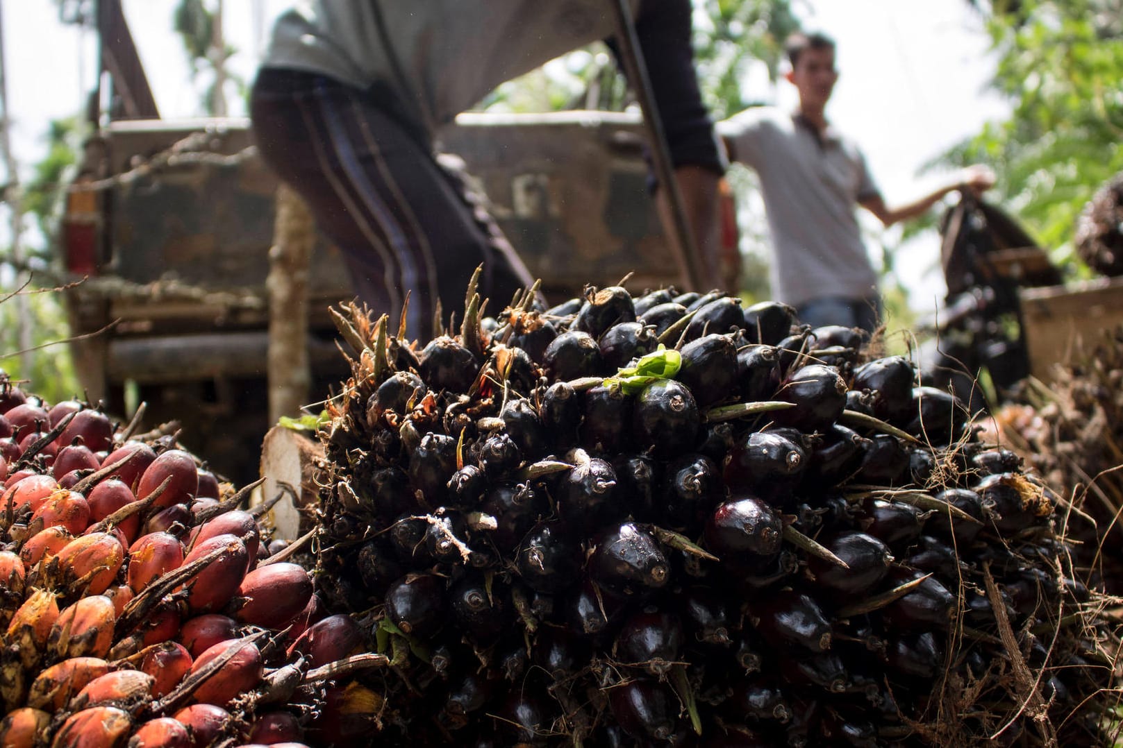 Palmöl-Ernte in Indonesien (Symbolbild): Viele Menschen in dem Land können sich das heimische Öl nicht mehr leisten. Palmöl-Ernte in Indonesien (Symbolbild): Viele Menschen in dem Land können sich das heimische Öl nicht mehr leisten.