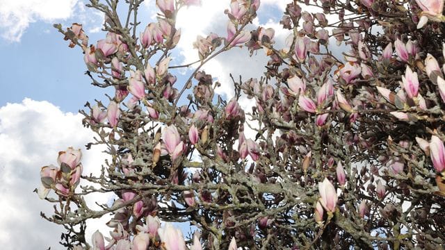 Frühling in Thüringen