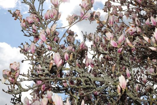 Frühling in Thüringen