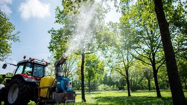 Eichenprozessionsspinner Eichenprozessionsspinner
