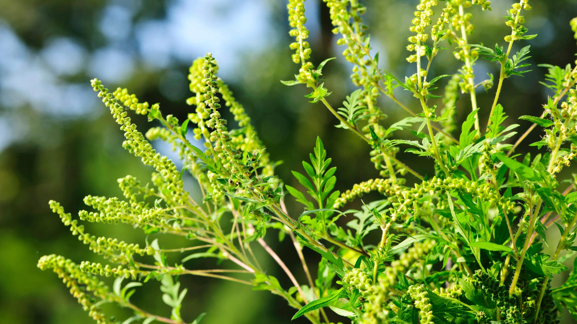 Ambrosia: Die Pollen der Beifuß-Ambrosie könnten bei sensibilisierten Menschen schwerwiegende Atemwegsallergien auslösen.