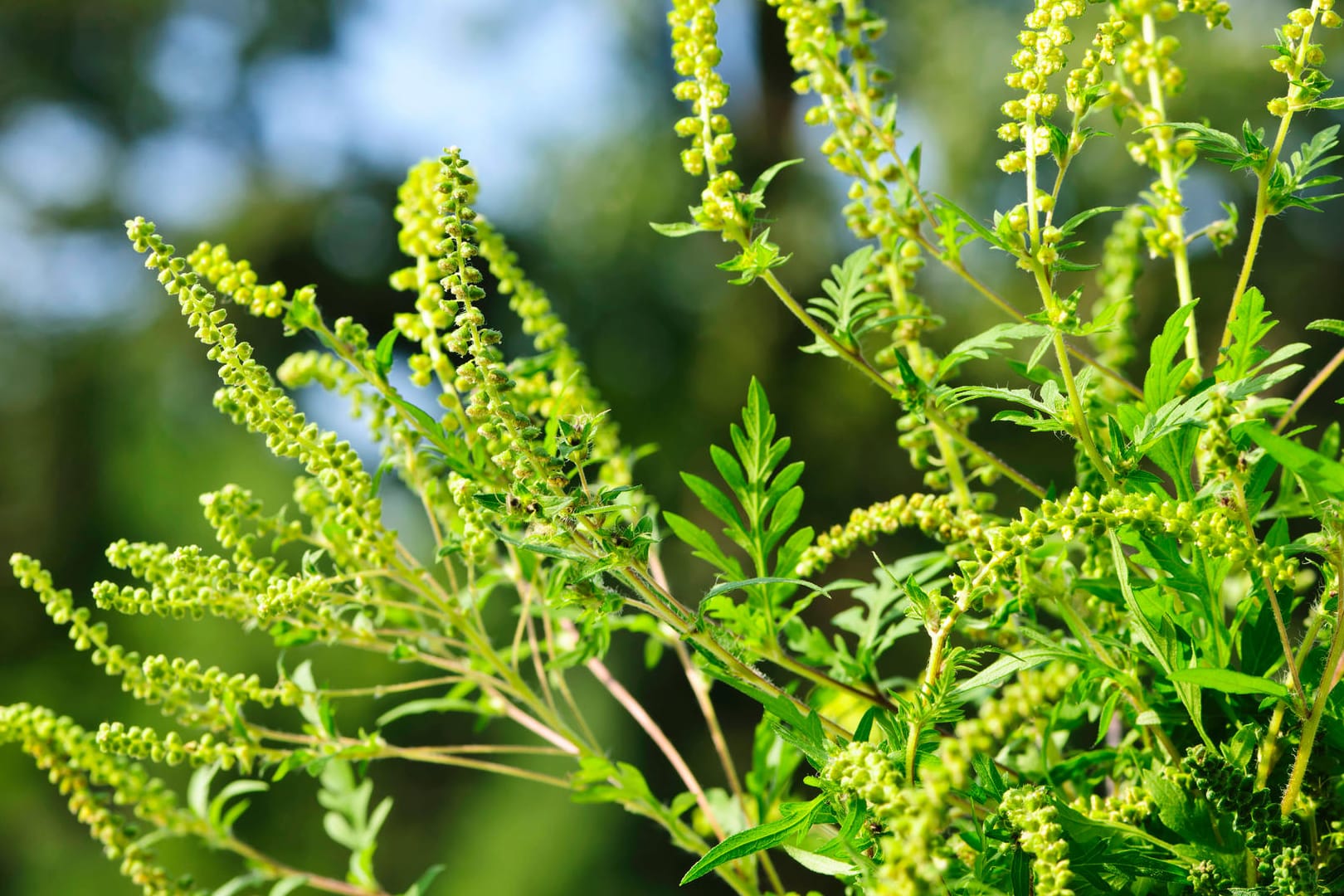 Ambrosia: Die Pollen der Beifuß-Ambrosie könnten bei sensibilisierten Menschen schwerwiegende Atemwegsallergien auslösen.