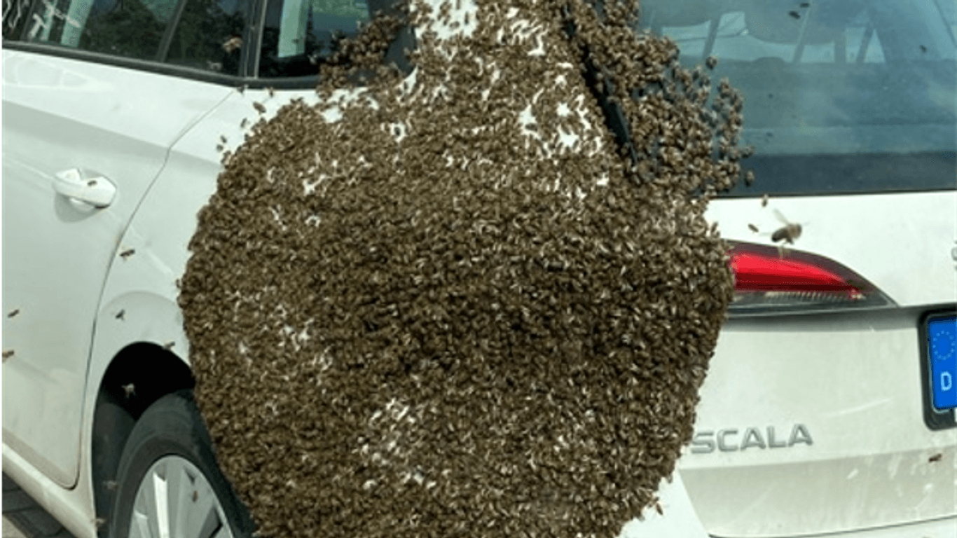 Auto mit Bienenschwarm (Symbolbild): Ein Bernburg musste ein Imker die Insekten vom Fahrzeug holen.