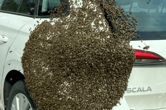 Auto mit Bienenschwarm (Symbolbild): Ein Bernburg musste ein Imker die Insekten vom Fahrzeug holen.