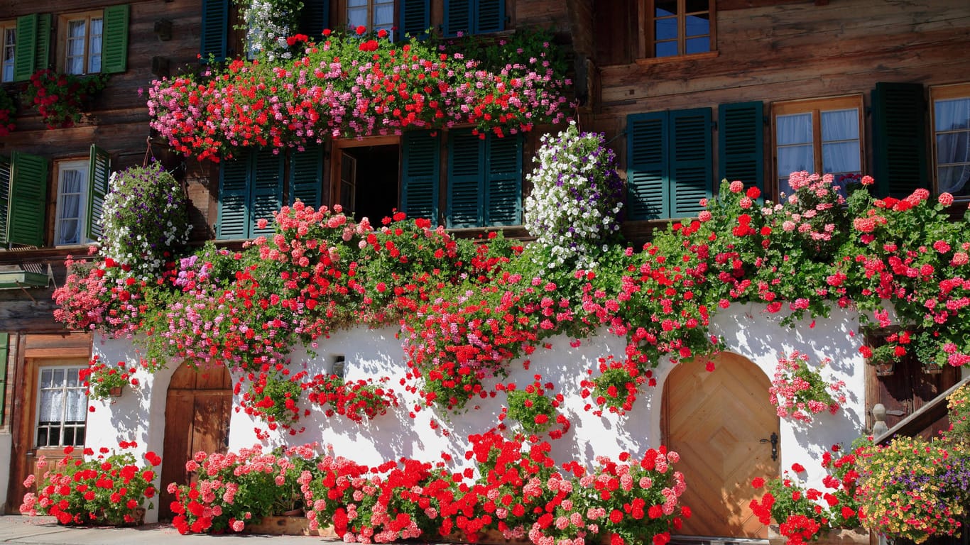 Balkonschmuck: Wuchernde Geranien in langen Blumenkästen sind ein häufiger Anblick in Deutschland.
