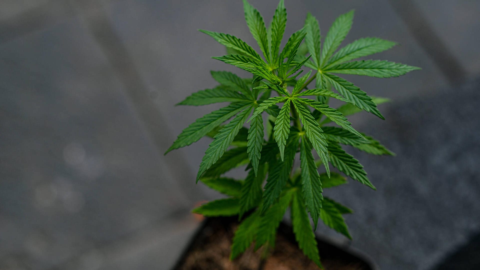 Marihuana-Pflanze (Symbolbild): In einer Wohnung in der Nürnberger Südstadt haben Polizisten eine Aufzucht-Plantage entdeckt. Marihuana-Pflanze (Symbolbild): In einer Wohnung in der Nürnberger Südstadt haben Polizisten eine Aufzucht-Plantage entdeckt.