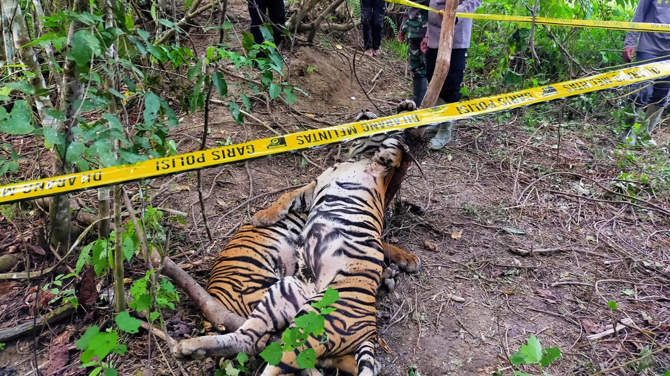 Auf diesem von der Polizei von East-Aceh zur Verfügung gestellten Foto sperren Polizisten den Fundort getöteter Sumatra-Tiger.