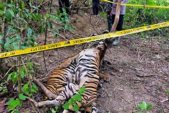 Auf diesem von der Polizei von East-Aceh zur Verfügung gestellten Foto sperren Polizisten den Fundort getöteter Sumatra-Tiger.