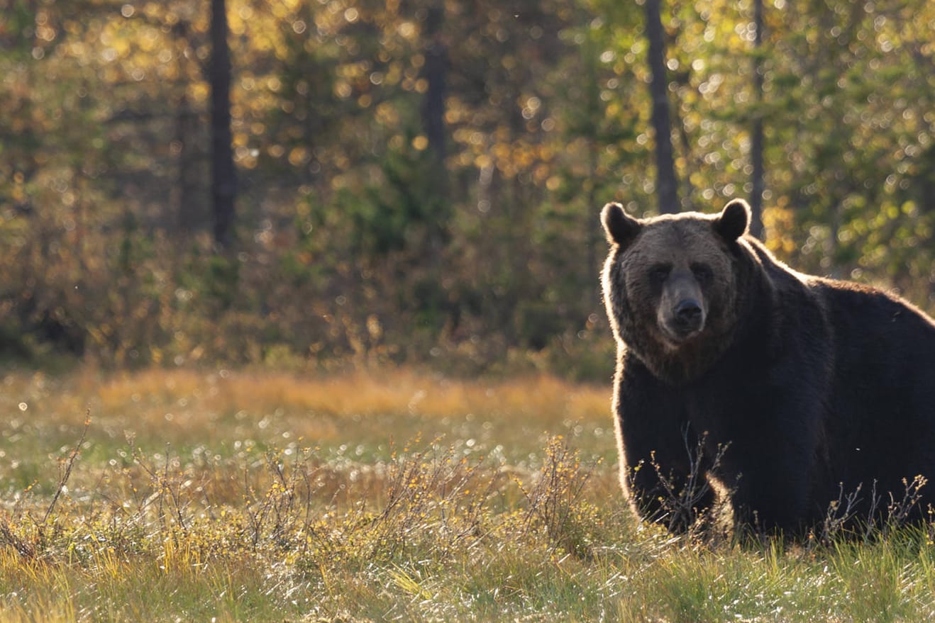 Braunbär auf einer Wiese (Archiv): Die Zahl der Tiere ist im Iran durch Wilderei zurückgegangen.