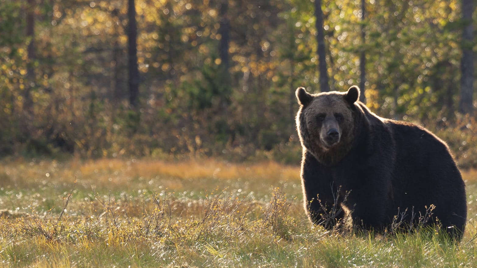 Braunbär auf einer Wiese (Archiv): Die Zahl der Tiere ist im Iran durch Wilderei zurückgegangen.