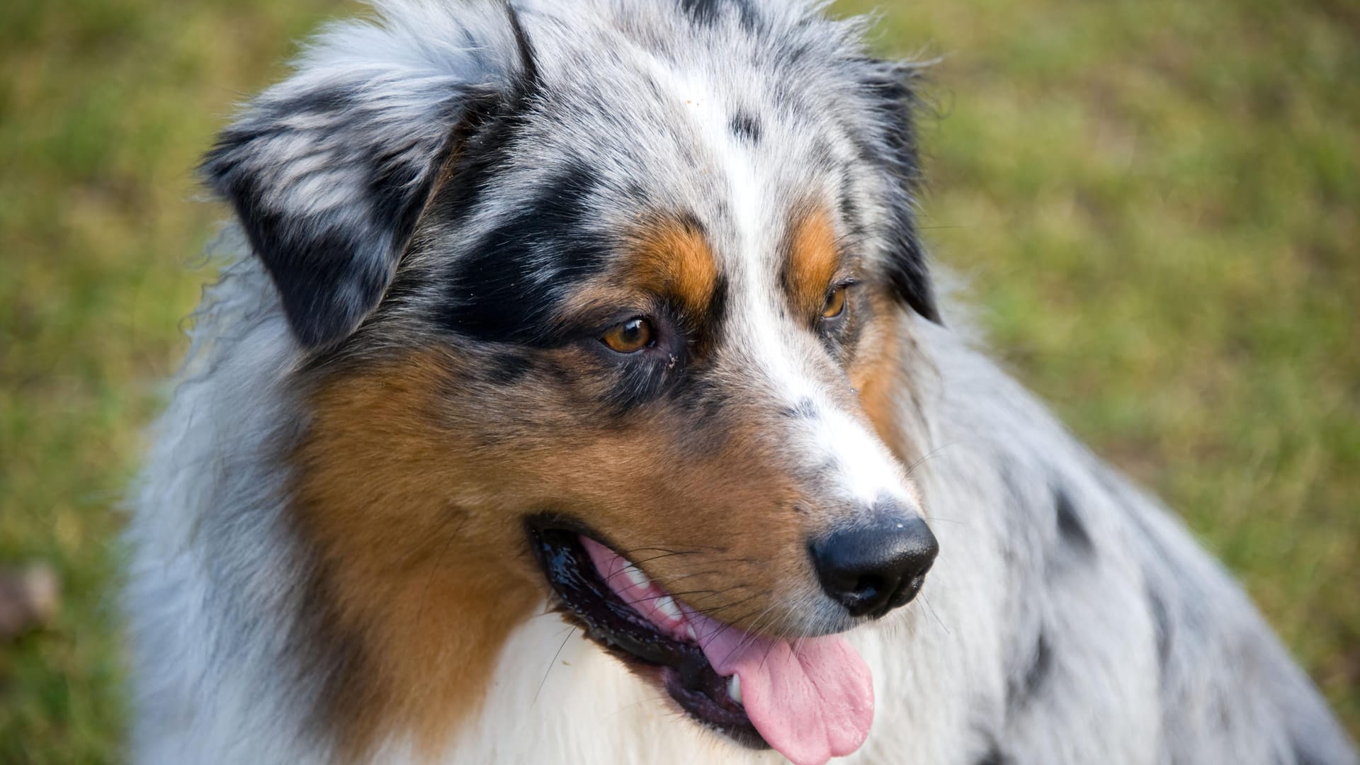 Ein Australien Shepherd (Symbolfoto): In Dortmund hat ein Hund eine Frau schwer verletzt. Ein Australien Shepherd (Symbolfoto): In Dortmund hat ein Hund eine Frau schwer verletzt.