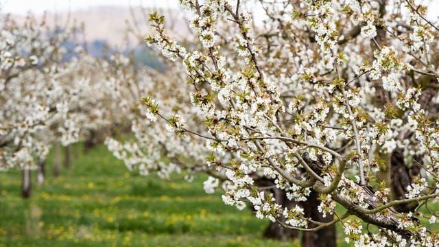 An die Kirschblüten sollten noch alle Insekten rankönnen, damit die Bestäubung stattfindet.