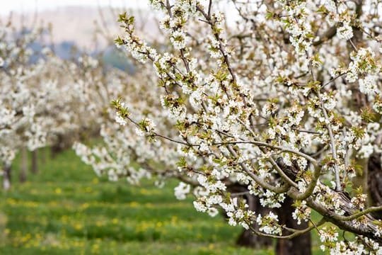 An die Kirschblüten sollten noch alle Insekten rankönnen, damit die Bestäubung stattfindet.