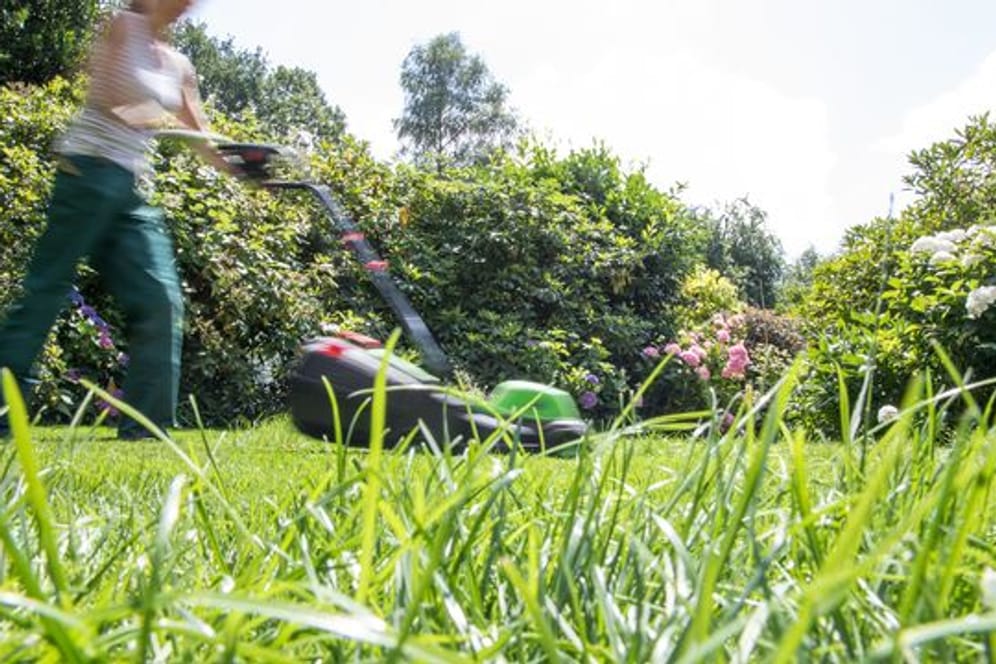 Pause! Gartenexperten rufen dazu auf, für einen Monat - den Mai - nicht den Rasen zu mähen.