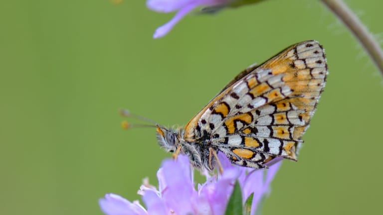 Die schönen Folgen eines mähfreien Monats sind zahlreiche Insekten, die Futter und Nistmöglichkeiten im Garten finden.