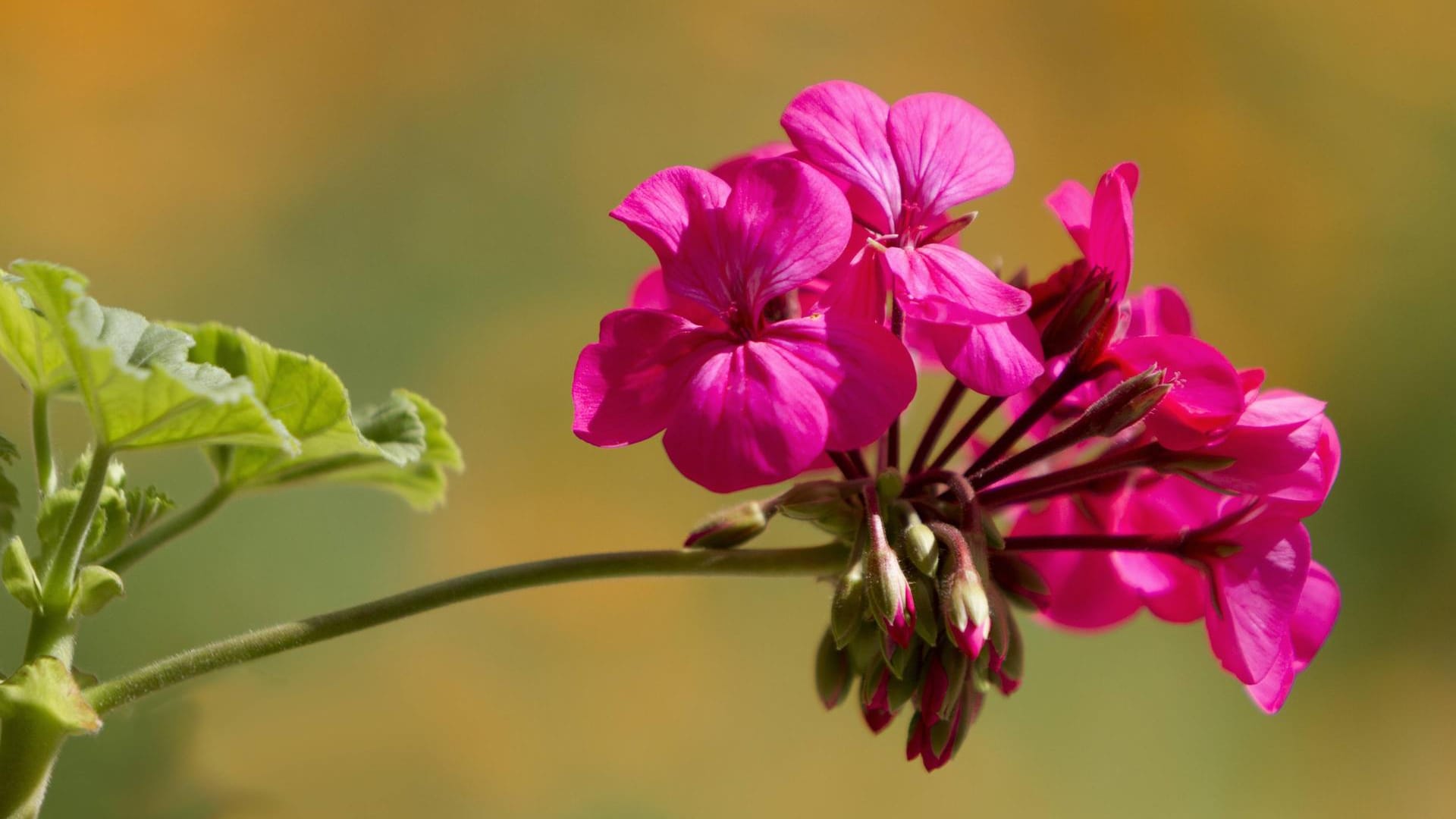 Blütenpracht: Damit die "Pelargonie" optimal blüht, müssen vertrocknete Pflanzenteile regelmäßig entfernt werden.