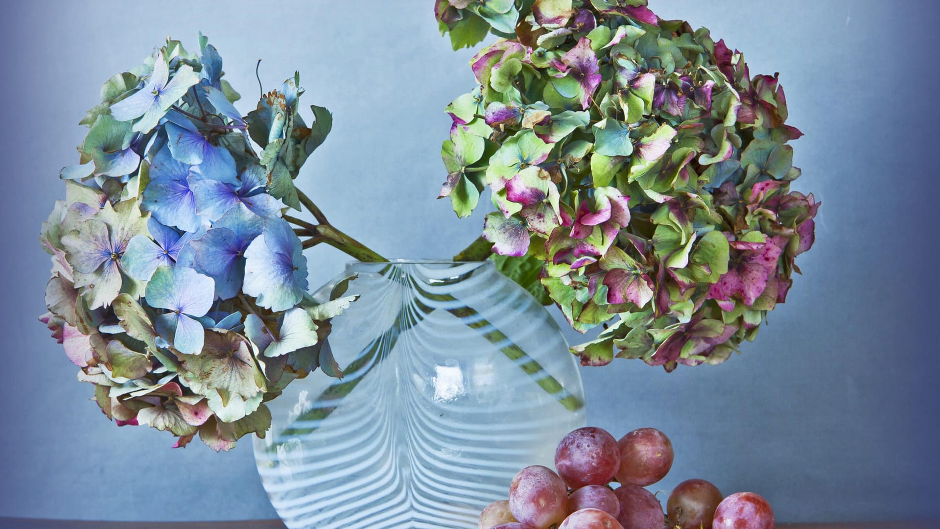 Hortensie: Nicht nur im Garten am Strauch, auch getrocknet in der Vase sehen die Blüten gut aus.