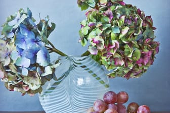 Hortensie: Nicht nur im Garten am Strauch, auch getrocknet in der Vase sehen die Blüten gut aus.