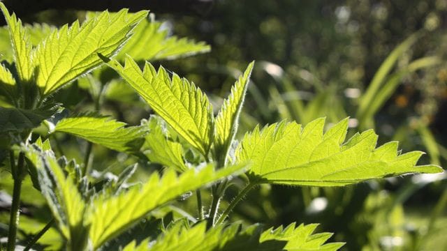 Zum Sammeln von Brennnesselpflanzen (Urtica) sollte man Handschuhe tragen, um sich nicht die Haut zu verbrennen.