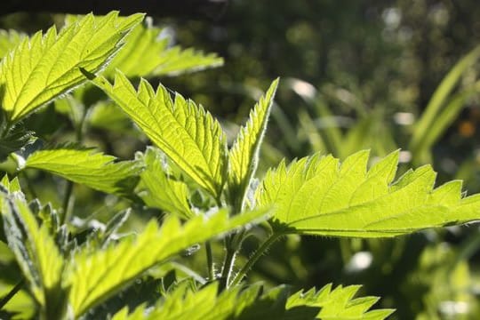 Zum Sammeln von Brennnesselpflanzen (Urtica) sollte man Handschuhe tragen, um sich nicht die Haut zu verbrennen.