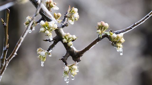 Nachtfrost
