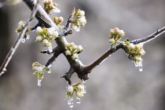 Nachtfrost