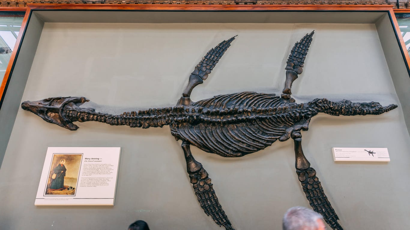 Die fossilen Überreste eines Ichthyosauriers: Die Fischsaurier sind seit 200 Millionen Jahren ausgestorben.