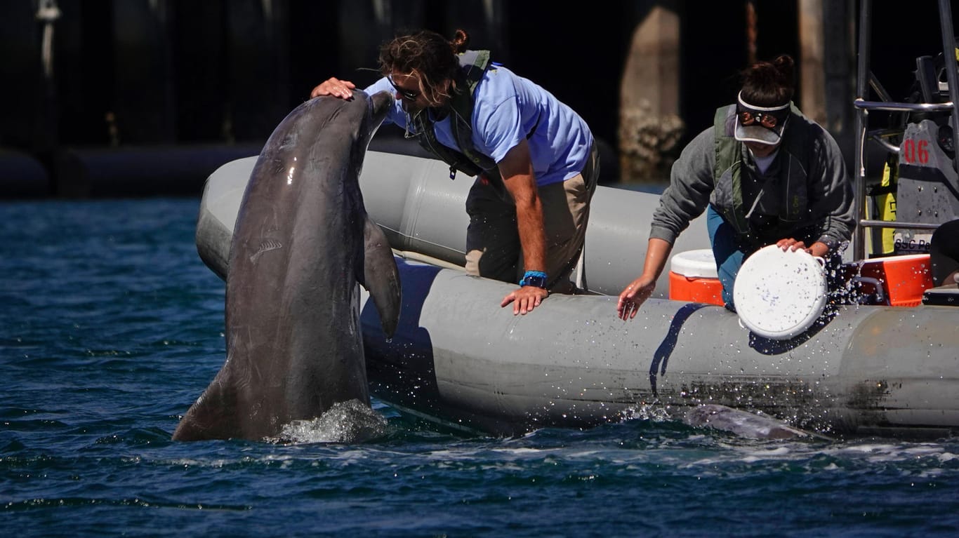 Delfin-Training in den USA: Auch die US-Navy setzt Delfine zum Aufspüren von Gefahren ein.