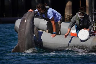Delfin-Training in den USA: Auch die US-Navy setzt Delfine zum Aufspüren von Gefahren ein.