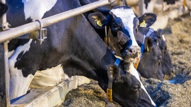 Milchwirtschaft Milchwirtschaft