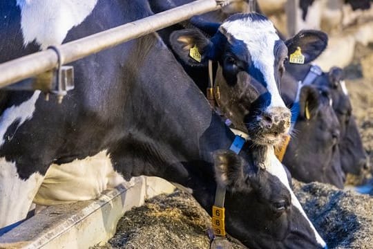 Milchwirtschaft
