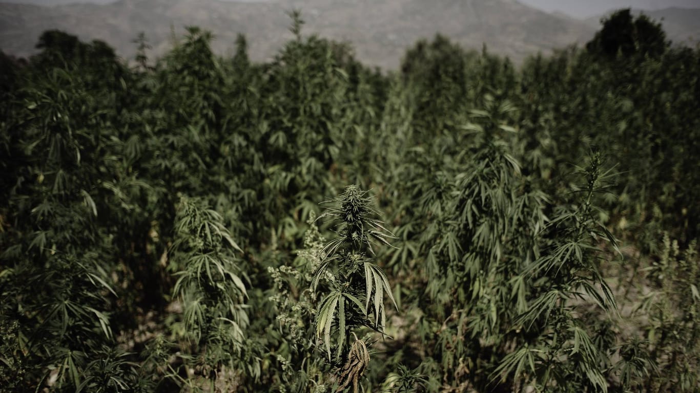 Cannabis-Plantage in Marokko (Symbolbild): Das beschlagnahmte Cannabis war in einem Lagerhaus unter anderem in Obst- und Gemüse-Nachbildungen versteckt.