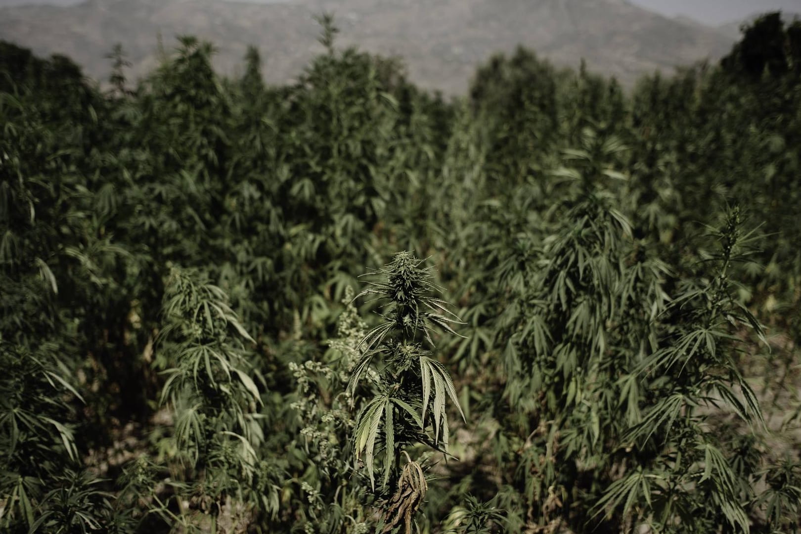 Cannabis-Plantage in Marokko (Symbolbild): Das beschlagnahmte Cannabis war in einem Lagerhaus unter anderem in Obst- und Gemüse-Nachbildungen versteckt.