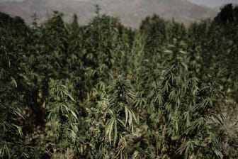 Cannabis-Plantage in Marokko (Symbolbild): Das beschlagnahmte Cannabis war in einem Lagerhaus unter anderem in Obst- und Gemüse-Nachbildungen versteckt.