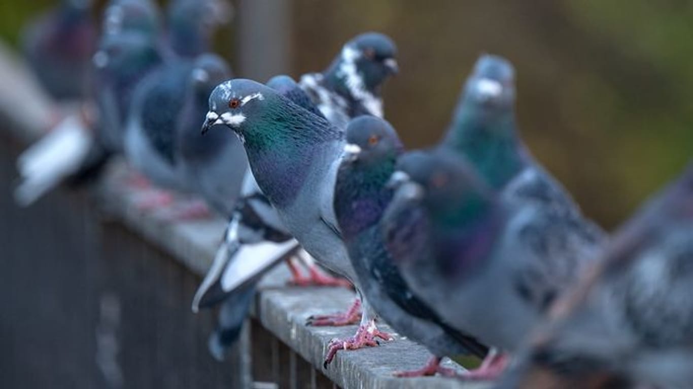 Zahlreiche Tauben sitzen auf einem Geländer.