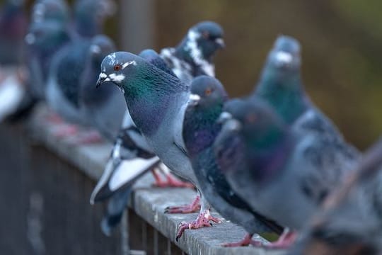 Zahlreiche Tauben sitzen auf einem Geländer.