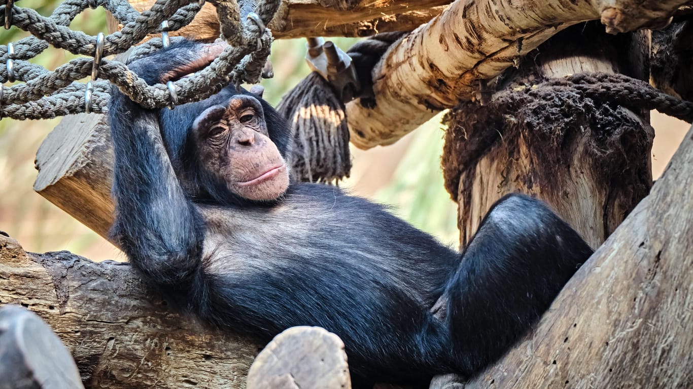 Ein Schimpanse: Die Affen können sich rhythmisch bewegen.