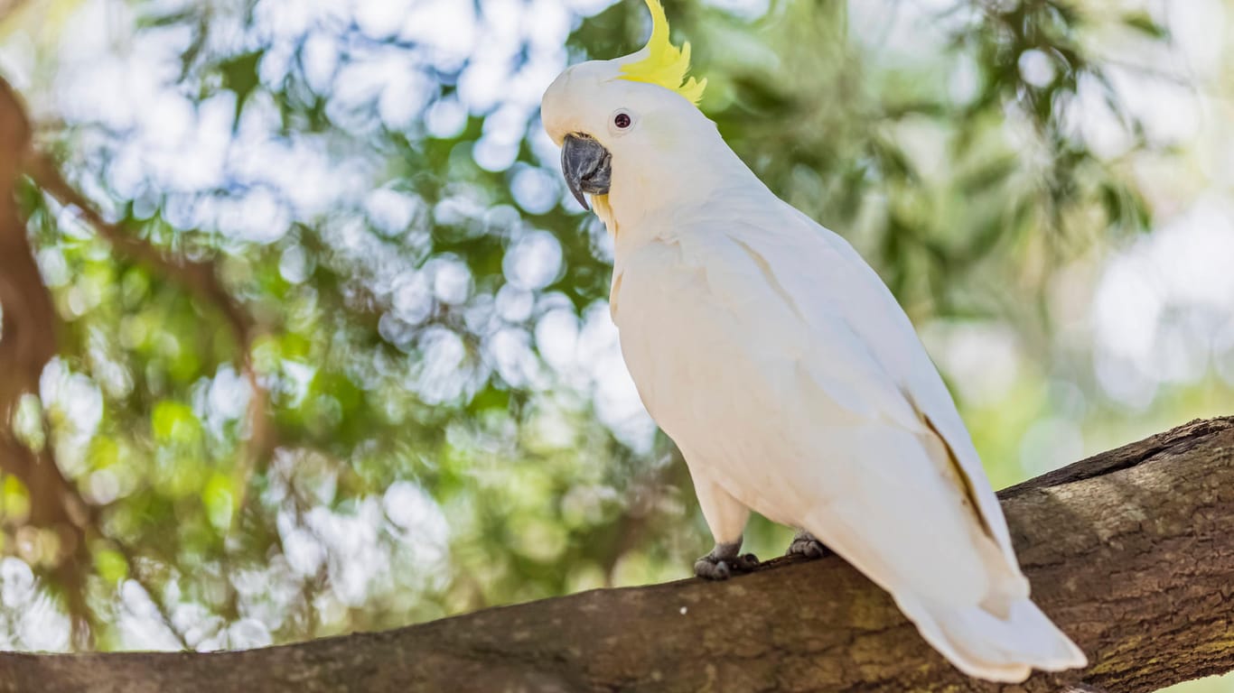 Ein Kakadu (Symbolbild): Der Papagei bewegt sich tatsächlich synchron im Rhythmus zur Musik.