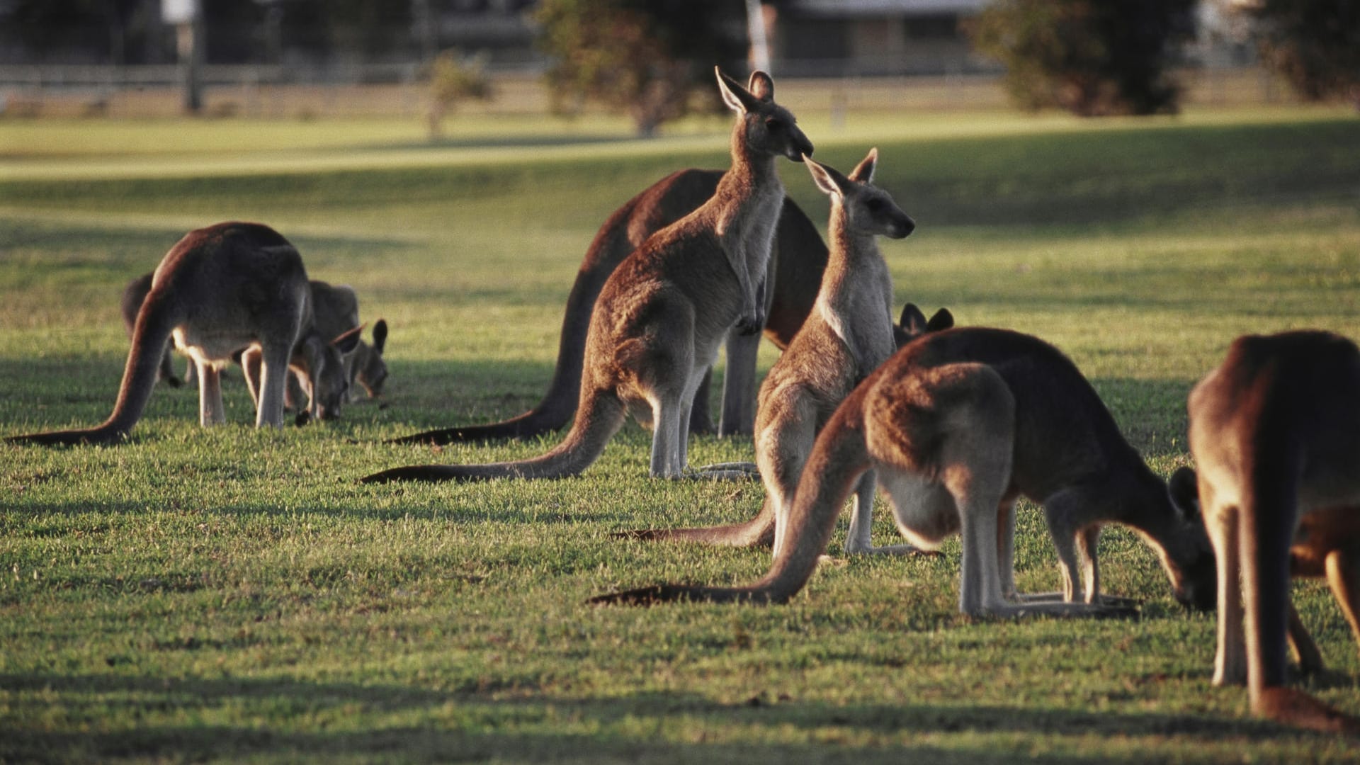 Auf einem Golfplatz in Australien wurde eine Frau von einem Känguru angegriffen (Symbolbild). Auf einem Golfplatz in Australien wurde eine Frau von einem Känguru angegriffen (Symbolbild).