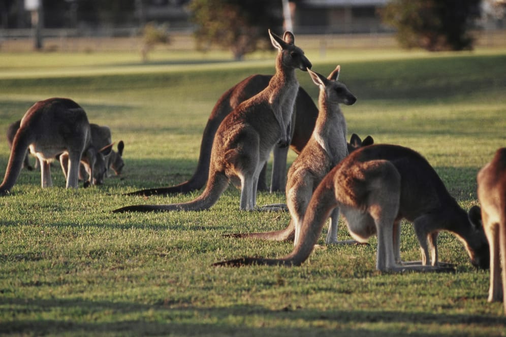 Auf einem Golfplatz in Australien wurde eine Frau von einem Känguru angegriffen (Symbolbild).