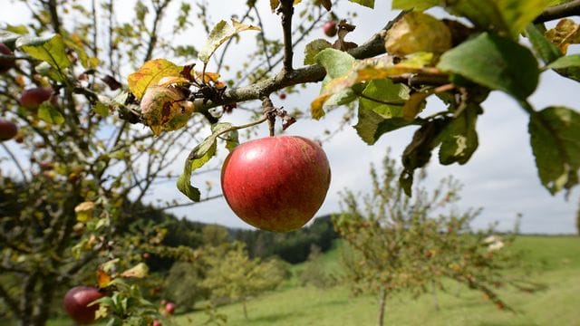 Streuobstwiese Streuobstwiese