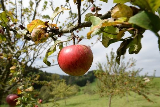 Streuobstwiese