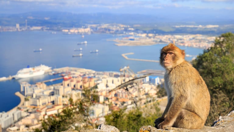 Berberaffen auf Gibraltar: Die frei lebenden Primaten sind eines der Highlights des britischen Überseegebiets.