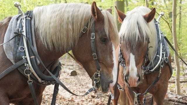 Die Arbeitspferde "Pauli" und "Bubi" ziehen geschlagene Holzstämme aus dem Grunewald (Archivbild): Berliner Förster arbeiten seit längerem mit Pferden zusammen. Die Arbeitspferde "Pauli" und "Bubi" ziehen geschlagene Holzstämme aus dem Grunewald (Archivbild): Berliner Förster arbeiten seit längerem mit Pferden zusammen.