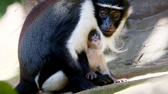 Nachwuchs bei seltenen Roloway-Meerkatzen