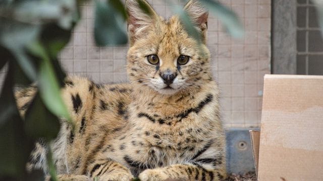 Ein Serval sitzt in einem Gehege der Wilhelma (Archivbild): Zuletzt hatte der Zoo die Kleinkatzen 2011 beherbergt.