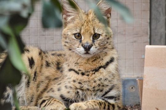 Ein Serval sitzt in einem Gehege der Wilhelma (Archivbild): Zuletzt hatte der Zoo die Kleinkatzen 2011 beherbergt.