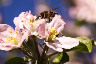 Eine Frühlingsblume mit einer Biene