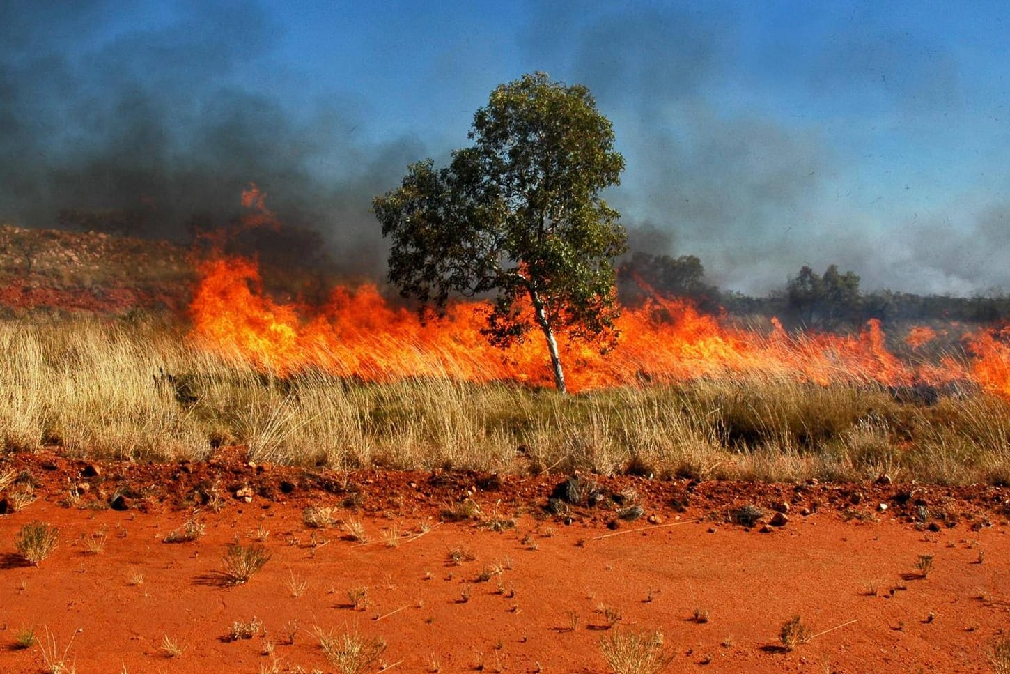 Buschbrand in Australien. (Archivbild): Extreme Dürre und Hitze sorgten 2019/2020 für ein besonders schlimmes Inferno.