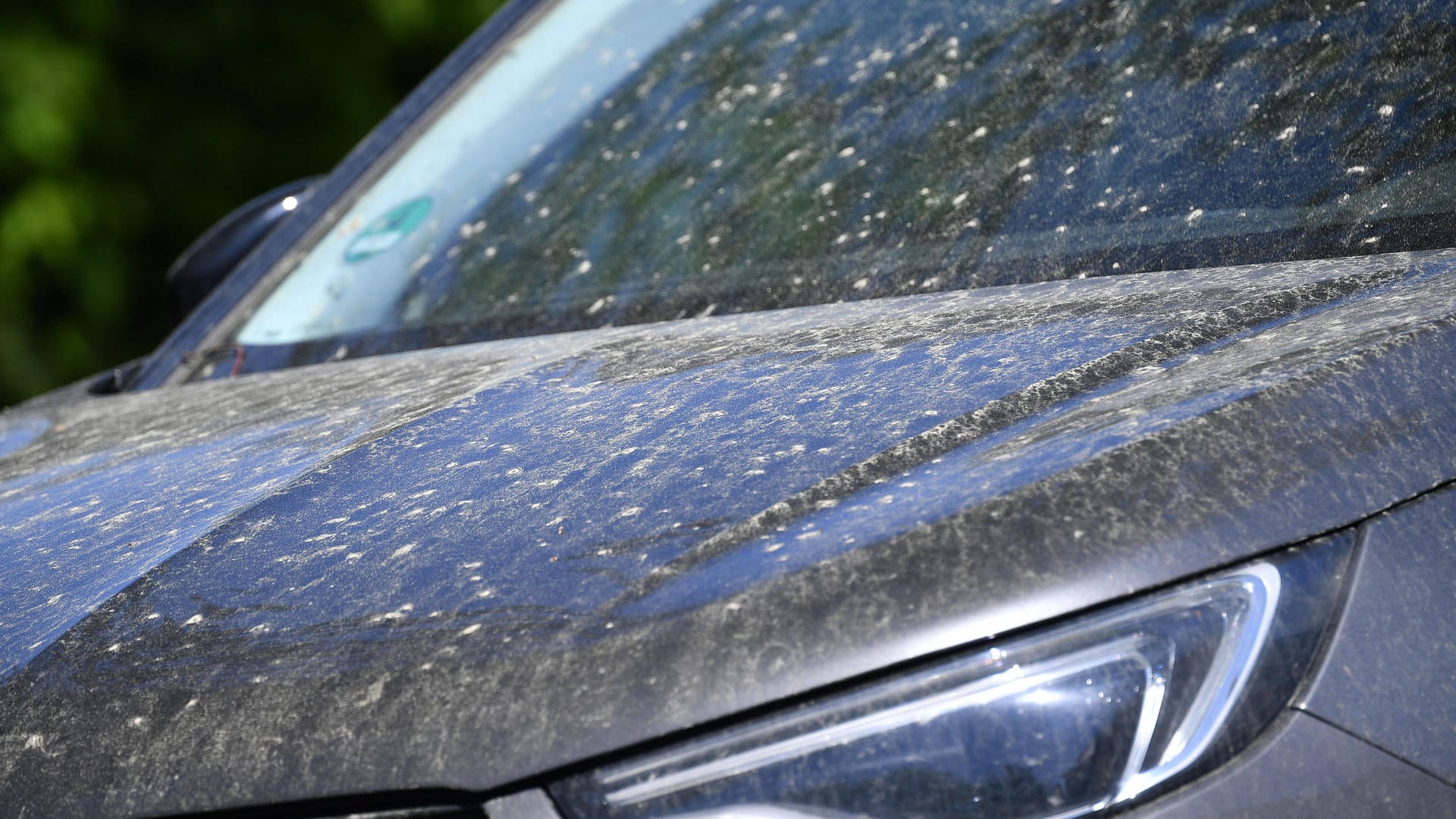 Blütenstaub und Harz setzen dem Lack zu: Parken Sie deshalb nicht zu häufig und lange unter Bäumen.